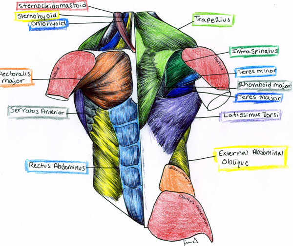 Torso Muscle Anatomy - somso+torso+muscle+model+labeled | Torso in I3